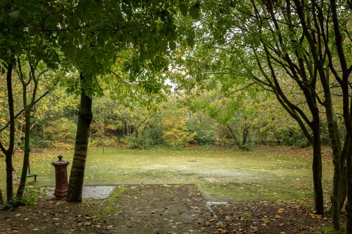 Une allée sous des arbres