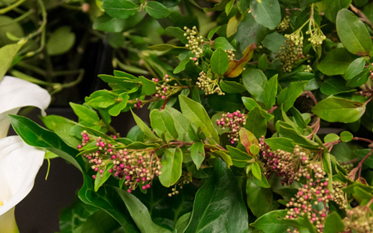 Fleurs d'ici header