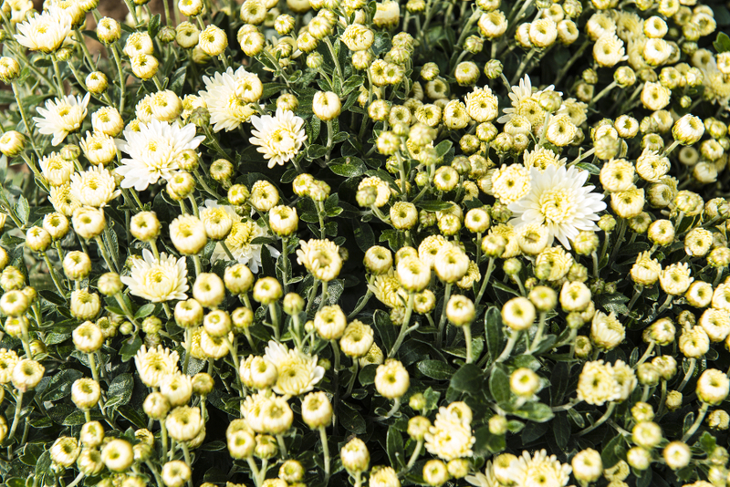 Chrysanthème
