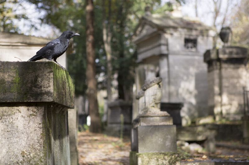Oiseau cimetière de Père Lachaise