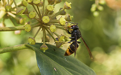 Frelon à pattes jaunes sur une fleur