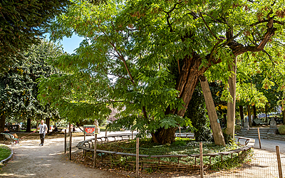 Le Robinier faux-acacia du square René Viviani