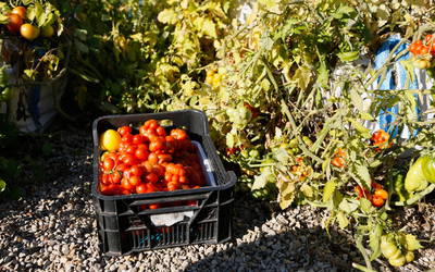 Potager
