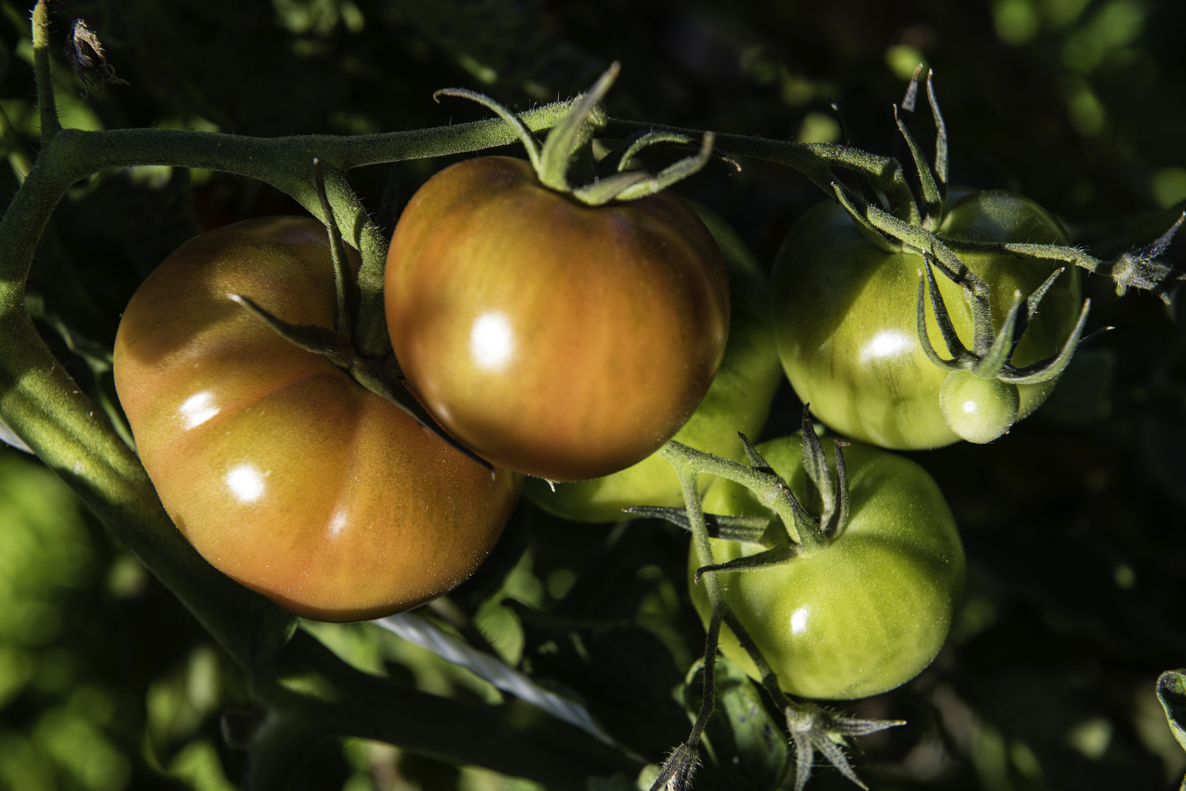 légumes
