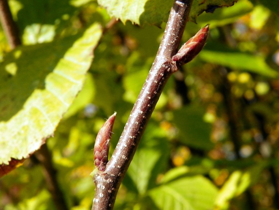 Bourgeons