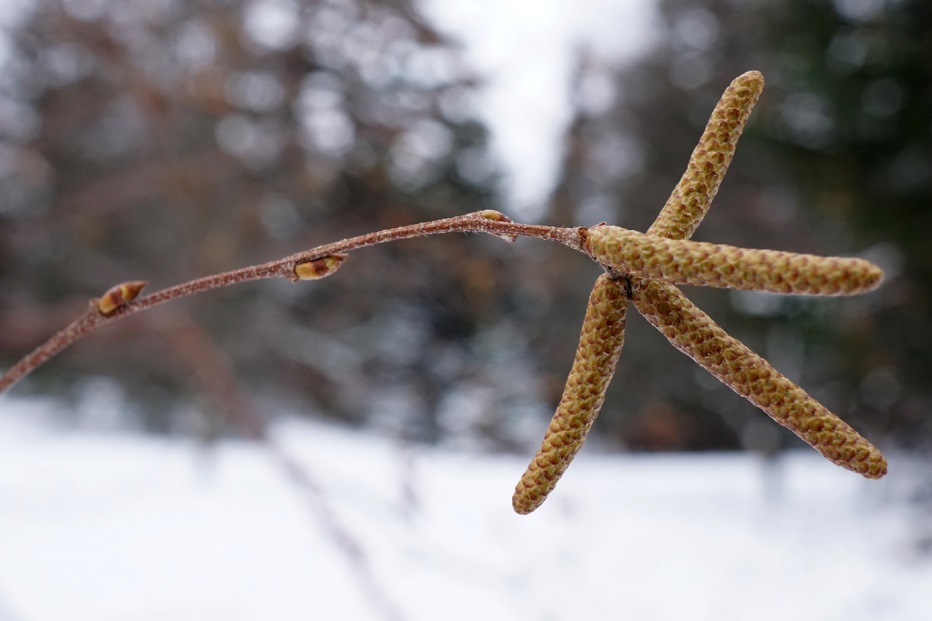 Bourgeons bouleau