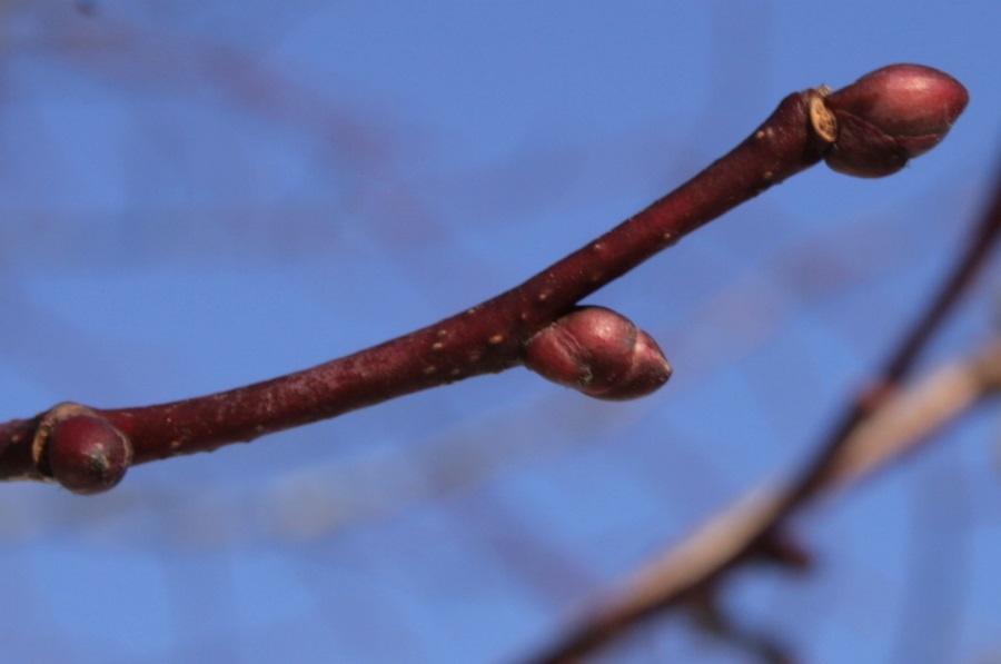 Bourgeons tilleul