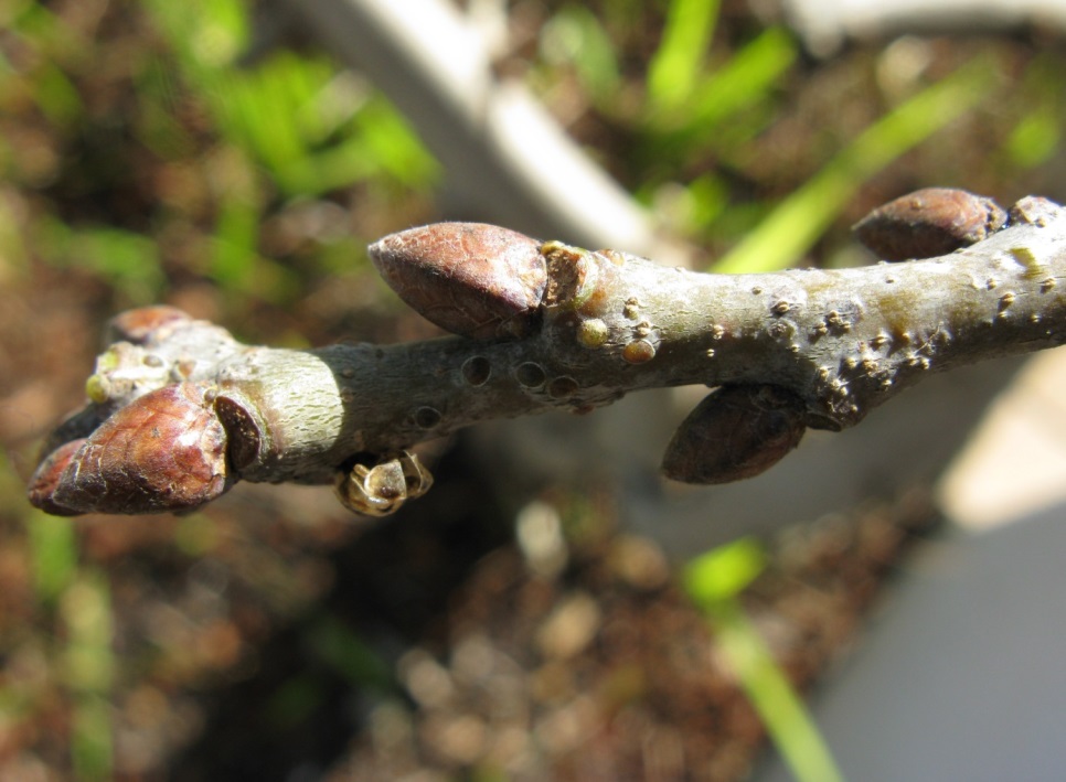 bourgeons chêne