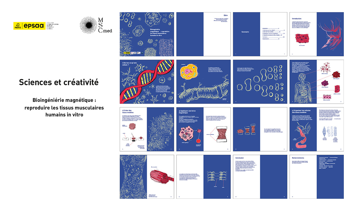 Travail graphique autour de la bioingenerie magnétique par Christina Rostaing, étudiante à l'EPSAA