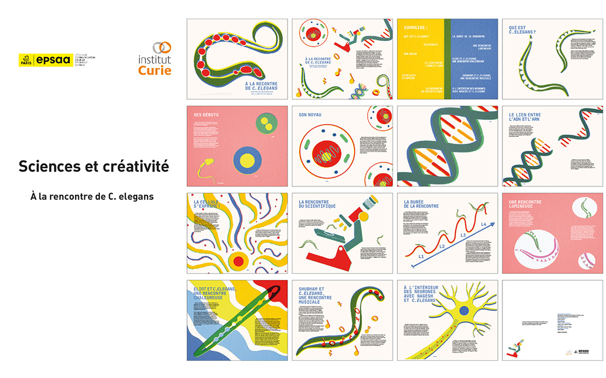 Travail graphique autour du C.ELEGANS, par Isabella Valdez, étudiante à l'EPSAA