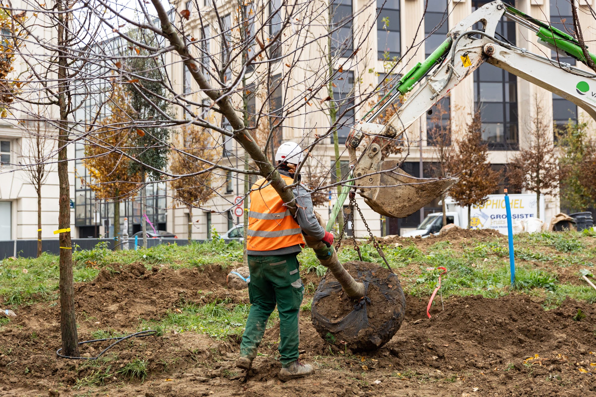 Plus de 450 arbres, provenant du centre de production horticole de Rungis, vont être plantés place de Catalogne.