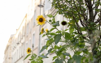 Végétalisation rue de la Fontaine au roi dans le onzième arrondissement