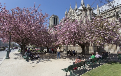 Des personnes sont assis près des cerisiers en fleur au Square jean XIII, 4e