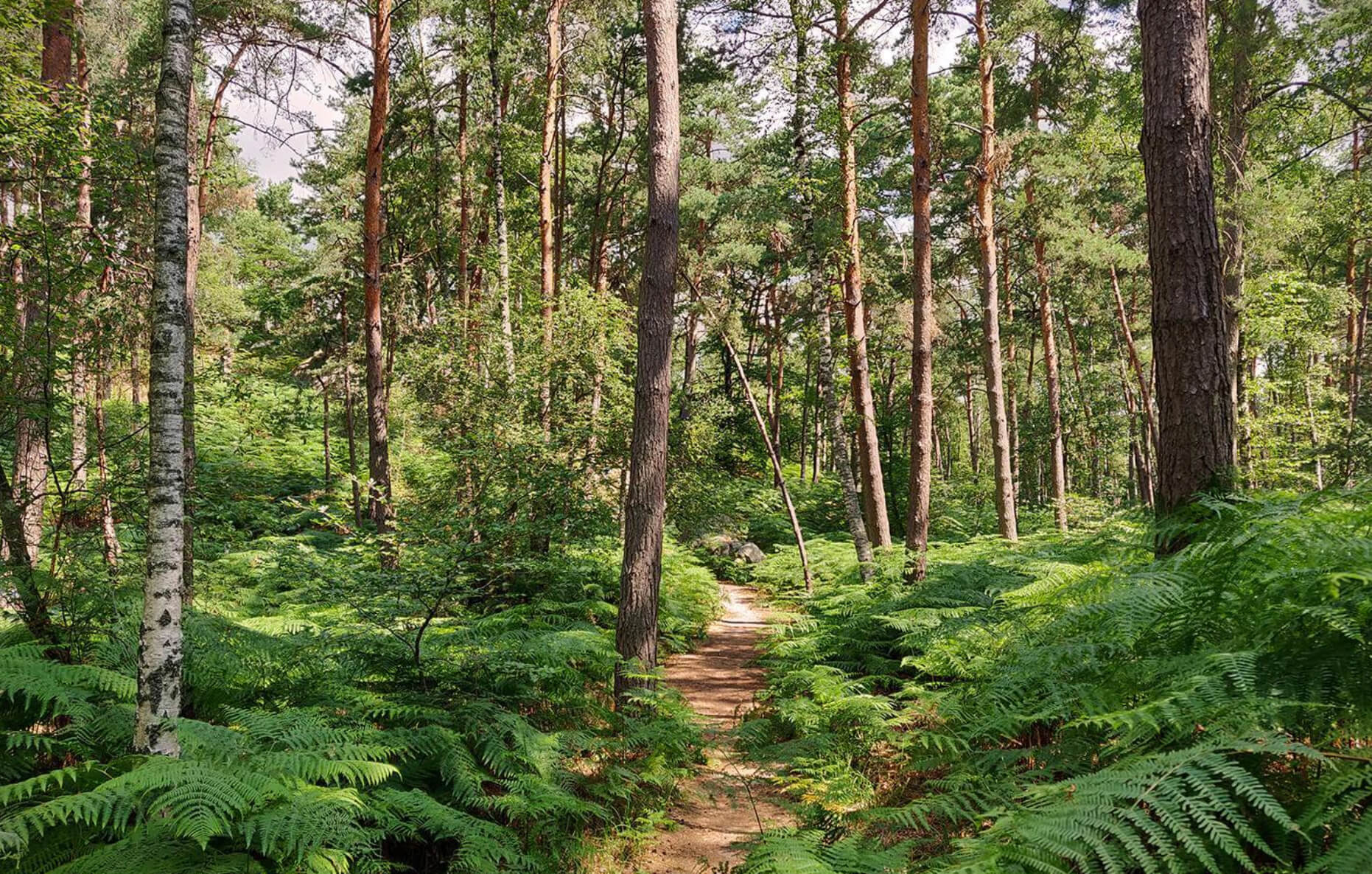 Paysage de forêt