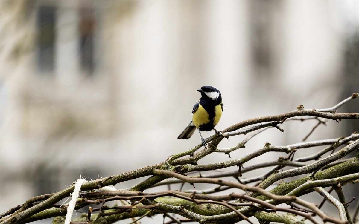 Une mésange charbonnière s'est posée sur la branche d'un arbre fraichement planté dans la foret urbaine du parvis de l'Hôtel de Ville.