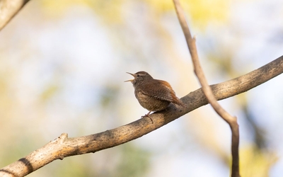 Un troglodyte mignon chante sur une branche dans le parc de Bercy.