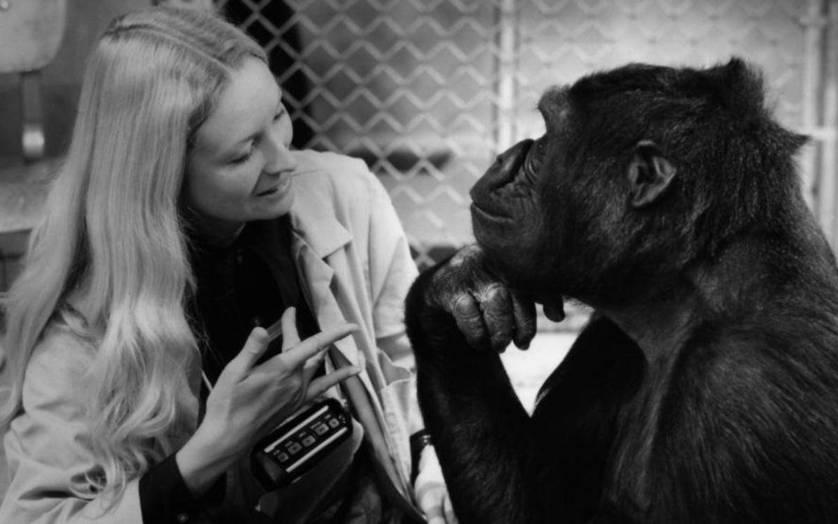 Projection&nbsp;: "Koko le gorille qui parle", un film de Barbet Schroeder | 