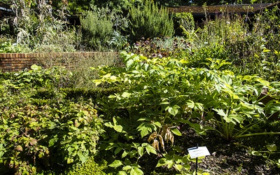 Vue de plantes médicinales 