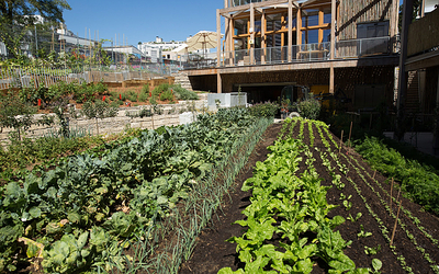 un potager 